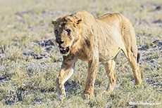 Alter Löwe auf dem Weg zum Wasserloch, Etosha Nationalpark, Namibia