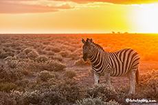 Zebra im Gegenlicht, Etosha Nationalpark, Namibia