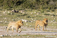 Zwei stolze Löwenpaschas sieht man auch nicht sehr oft, Etosha Nationalpark, Namibia