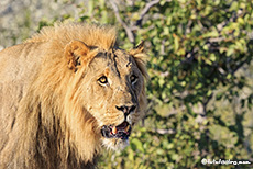 Löwenpascha, Etosha Nationalpark, Namibia