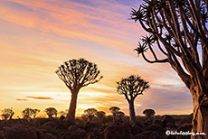 Köcherbäume im Sonnenuntergang, Farm Gariganus, Namibia