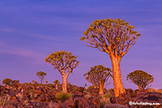 Köcherbäume im Sonnenuntergang, Farm Gariganus, Namibia