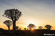 Die Sonne blitzt durch einen Köcherbaum, Farm Gariganus, Namibia