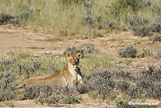 Löwin im Flussbett des Nossob Rivers, Kgalagadi Nationalpark, Botswana, Südafrika