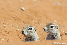 neugierige Erdhörnchen auf der Campsite, Kgalagadi Nationalpark, Botswana