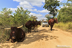 Kühe blockieren den Weg zur Campsite