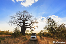 Riesige Baobabs säumen die Strecke im Gonarezhou Nationalpark, Zimbabwe
