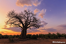 Mächtiger Baobab in der Dämmerung, Gonarezhou Nationalpark, Zimbabwe