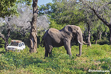 Toller Elefantenbulle, Mana Pools Nationalpark, Zimbabwe