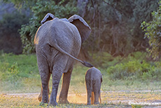 Elefantenmutter mit Baby, Mana Pools Nationalpark, Zimbabwe