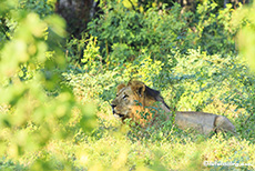 Löwenpascha etwas abseits des Rudels, Mana Pools Nationalpark, Zimbabwe