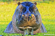 Hippo in einem Pool, Mana Pools Nationalpark, Zimbabwe
