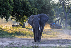 Elefantenbulle und Touristen, Mana Pools Nationalpark, Zimbabwe