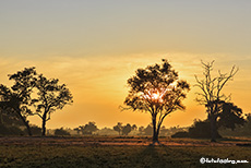 Morgenstimmung im Mana Pools Nationalpark, Zimbabwe
