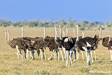 Strauße an der Tau Pan, Central Kalahari Game Reserve, Botswana