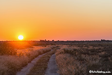Sonnenaufgang, Central Kalahari Game Reserve, Botswana