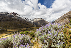 Lupinen am Wegesrand, Huascarán Nationalpark