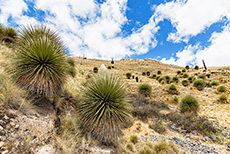 Riesenbromelien am Wegesrand, Nationalpark Huascarán, Peru