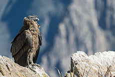 Andenkondor, Jungvogel (Vultur gryphus) am Cruz del Condor, Colca Canyon