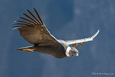 Andenkondor, Altvogel (Vultur gryphus) am Cruz del Condor, Colca Canyon