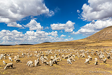 Alpaka (Vicugna pacos) Herde auf einer Hochebene