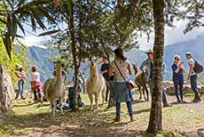 Die Lamas suchen immer nach Futter bei den Touristen