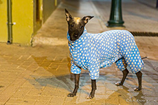 Peruanischer Nackthund mit Schlafanzug
