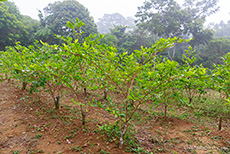 Cocaplantage im Urwald, Peru