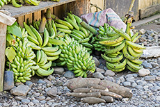Grüne Bananen und Maniok (Manihot esculenta)