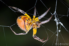 Echte Radnetzspinne (Araneidae) im Netz