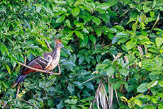 Hoatzin (Opisthocomus hoazin), Manu Nationalpark