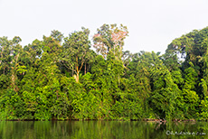 Cocha Salvador (Altwassersee), Manu Nationalpark