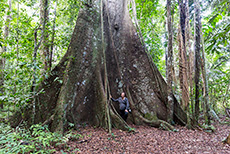 Riesiger Kapokbaum (Ceiba pentandra), Manu Nationalpark