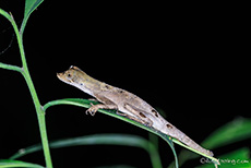 Lizard, Anole, Anolis bombiceps, Manu Nationalpark