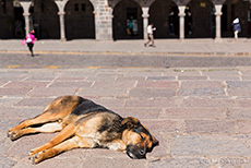 Straßenhund in Cusco
