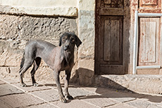 Peruanischer Nackthund in Cusco
