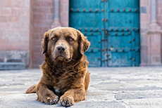 Straßenhund in Cusco