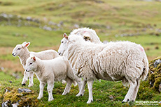 Auch hier gibt es Schafe