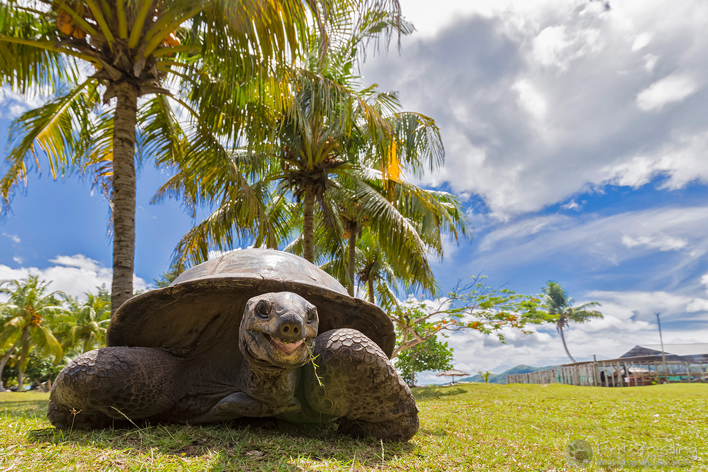 Сухопутные черепахи на острове курьез
