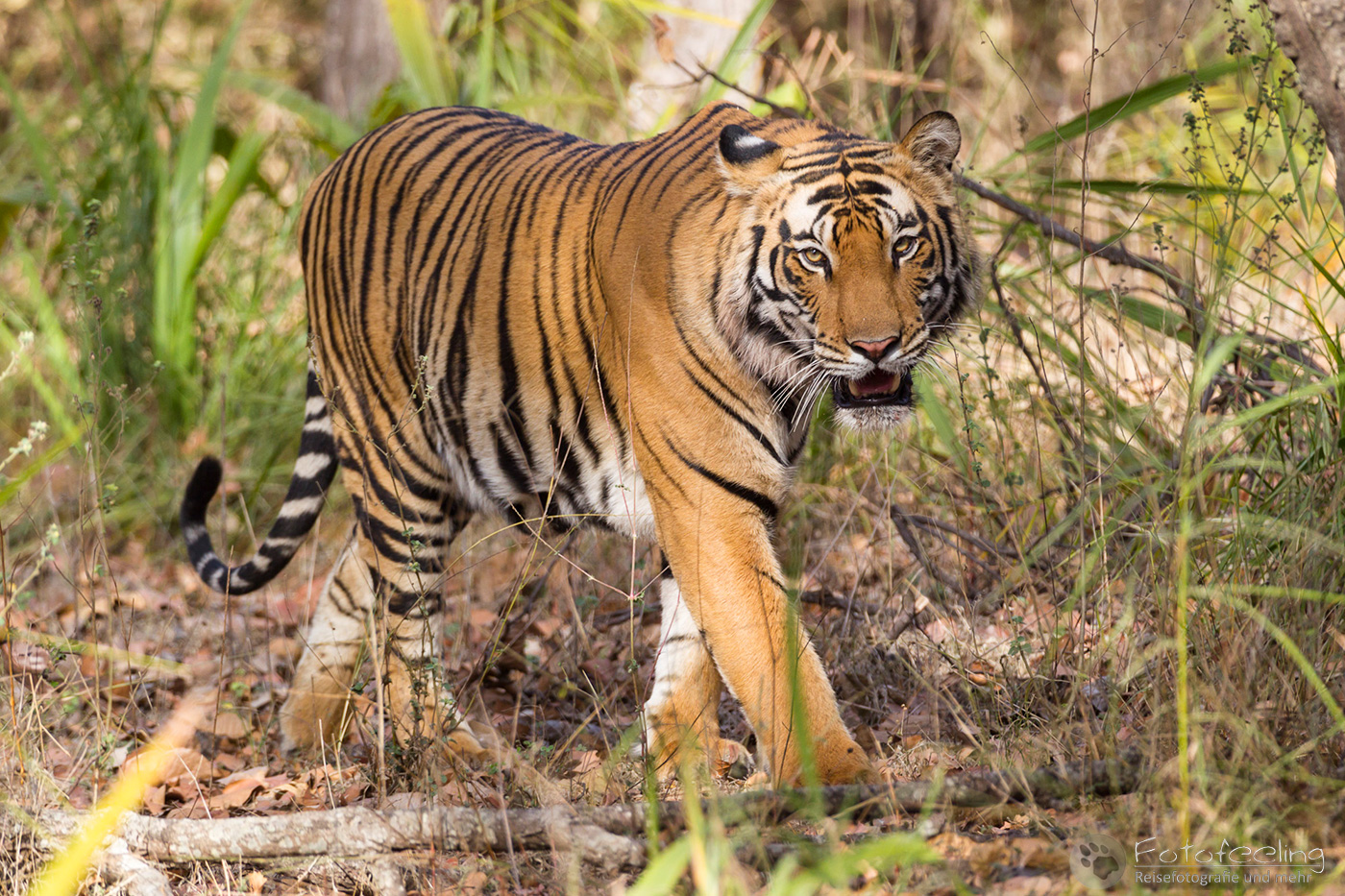Königstiger (Panthera tigris tigris), auch Bengal-Tiger oder Indischer